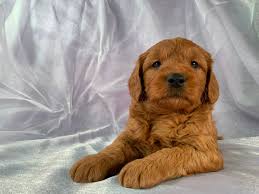 #1 f1b petite goldendoodle puppies! Dark Red Litters F1 And F1b Miniature Goldendoodle Puppies Available Now