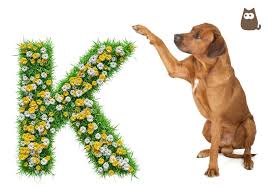 Baby boy names beginning with k · 1. Dog Names Starting With K Male And Female 100 Ideas