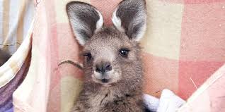 Image result for kangaroo