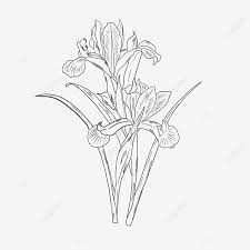 Svg elemen tumbuhan bunga botani imej ikon svg percuma. 32 Gambar Lukisan Bunga Orkid Galeri Bunga Hd