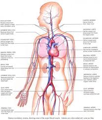 Human Circulatory System Diagram Health Pictures Human Circulatory System Circulatory System Human Body Systems