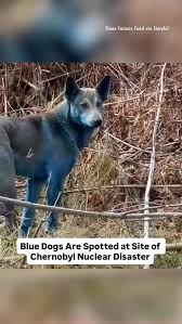 Image result for Royal Blue 1986 Radiation Group