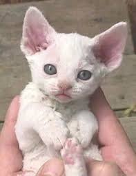 Bebek Devon Rex Kedi Devon Rex Kittens Devon Rex Cats Rex Cat