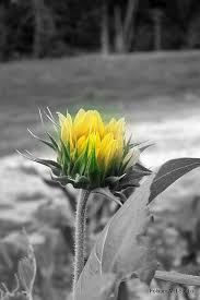 Black And White With Pop Of Color Sunflower Here In My Yard I Made It Black And White Then A Splash Of Color To Make It Pop Color Splash Photography Color Splash Splash Photography