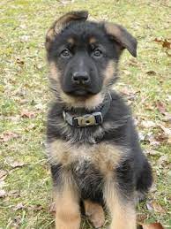 See more ideas about german shepherd dogs, german shepherd puppies, shepherd puppies. Meet Our German Shepherd Puppy Vegas
