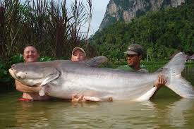 Image result for largest fish in the world