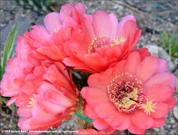 How to care for holiday cactus plants. Beauty Can Be A Heavy Burden Just Ask This Cactus