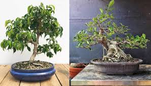 Die Birkenfeige Ficus Benjamini Ist Fur Anfanger Super Geeignet Und Sehr Pflegeleicht Plants Planter Pots Planters