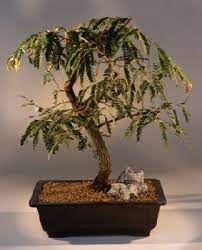 Tamarind Bonsai Tree Tamarindus Indica