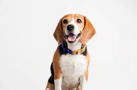 Check spelling or type a new query. 8 Beagle Pros And Cons Is It The Right Dog For You Ollie Blogs
