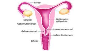 Die weiblichen geschlechtsorgane werden in äußere und innere genitalien unterteilt. Weibliche Geschlechtsorgane Klasse 8 Frontansicht Ich Erklare Euch Basics Rund Um Die Inneren Weiblichen Geschlechtsorgane