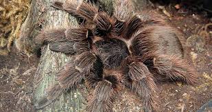 Check spelling or type a new query. Eupalaestrus Campestratus 101 Care Enclosure Temperament More