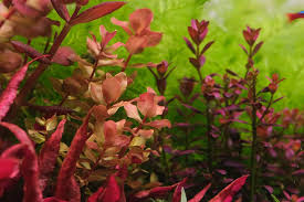 Image result for Crotalaria sphaerocarpa