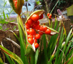 Image result for Kedrostis foetidissima