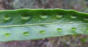 Image result for Pleopeltis macrocarpa