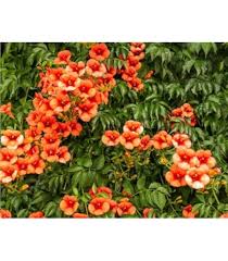 Image result for Podranea brycei