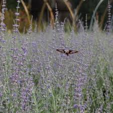 Image result for perovskia atriplicifolia 'little spire'