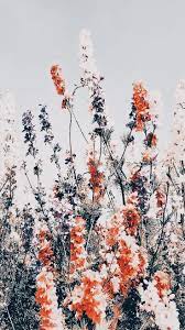 𝓟𝓲𝓷𝓽𝓮𝓻𝓮𝓼𝓽 𝓫𝓻𝓲𝓽𝔁𝓻𝓪𝓶𝓲𝓻𝓮𝔃 flower phone wallpaper pretty wallpapers iphone background wallpaper