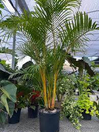 Image result for Dypsis
