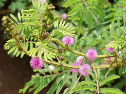 Image result for Mimosa diplotricha