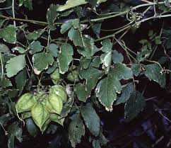 Image result for Cardiospermum grandiflorum