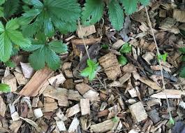 Heavens to Mergatroyd: June 2017