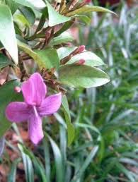 Image result for Eranthemum laxiflorum
