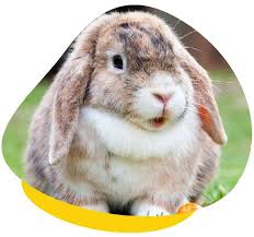 By chkymonkey 11 years ago. Treatment Prevention Of Ear Disease In Lop Eared Rabbits
