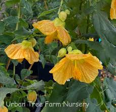 Image result for Abutilon