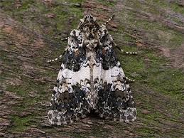 Image result for Hadena compta