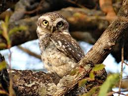 Maybe you would like to learn more about one of these? Civetta Athene Noctua Un Uccello Notturno Che Oggi E Specie Protetta