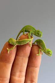 These Baby Chameleons Will Provide Your Daily Dose Of Squee Baby Chameleon Cute Baby Animals Cute Animals