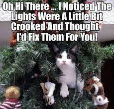15 Holiday Memes Cat Lovers Can Relate To