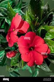 Image result for Impatiens gomphophylla