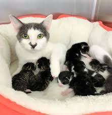 Maybe you would like to learn more about one of these? Fostering Pets Michiana Humane Society Michigan City Northwest Indiana