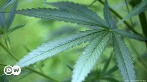 Ask a question forum→san pedro cactus help! 5 Facts About Cannabis Laws In Germany News And Current Affairs From Germany And Around The World Dw 10 03 2018
