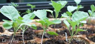 Start by gently releasing the zucchini plants from their pots. Hot Weather Vegetable Transplanting Tips