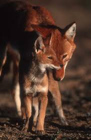 The Ethiopian Wolf Canis Simensis Is A Canid Native To The Ethiopian Only It S Live In Ethiopia Ethiopian Wolf Animals Baby Animals