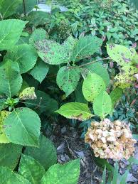 Image result for Cercospora hydrangea