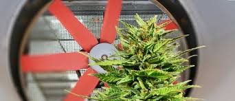 20 gal coots mix second run. Give Your Cannabis Plants Enough Fresh Air Cannaconnection Com