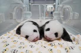 The latest tweets from @uenozoogardens ã‚«ã‚¿ã‚«ãƒŠï¼™æ–‡å­—ä»¥å†… ä¸Šé‡Žå‹•ç‰©åœ'ã®åŒå­ãƒ'ãƒ³ãƒ€åå‰ã‚'ï¼—æ—¥ã‹ã‚‰å‹Ÿé›†é–‹å§‹ ç¤¾ä¼š æ—¥åˆŠã‚¹ãƒãƒ¼ãƒ„