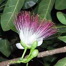 Image result for Barringtonia asiatica