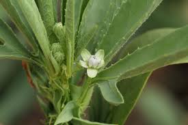 Image result for Basananthe pedata