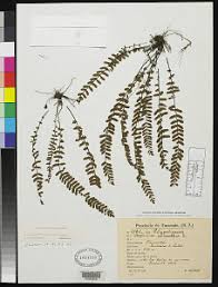 Image result for Asplenium lambinonii