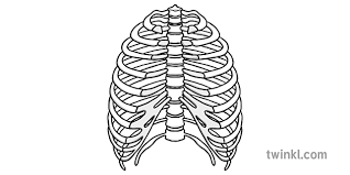 Those of you who train with us might have noticed that i'm a bit of a stickler when it comes to rib positioning. Rib Cage Dubh Agus Ban Illustration Twinkl