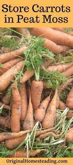 Store Your Garden Carrots In Peat Moss For The Winter Peat Moss Canned Food Storage Carrots