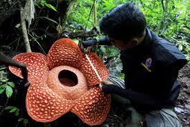 It has a bit of a chemically smell to it, though. Stinky Flower Is More Than A Metre Wide And The Largest Ever Found New Scientist