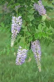 It has purple seed pods. Perennial Vines Vines Climbers Twiners U Of I Extension