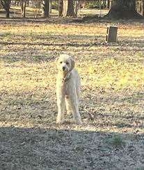 Anakin's Trails -LOST AND FOUND PETS