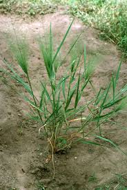 Image result for Eragrostis aspera